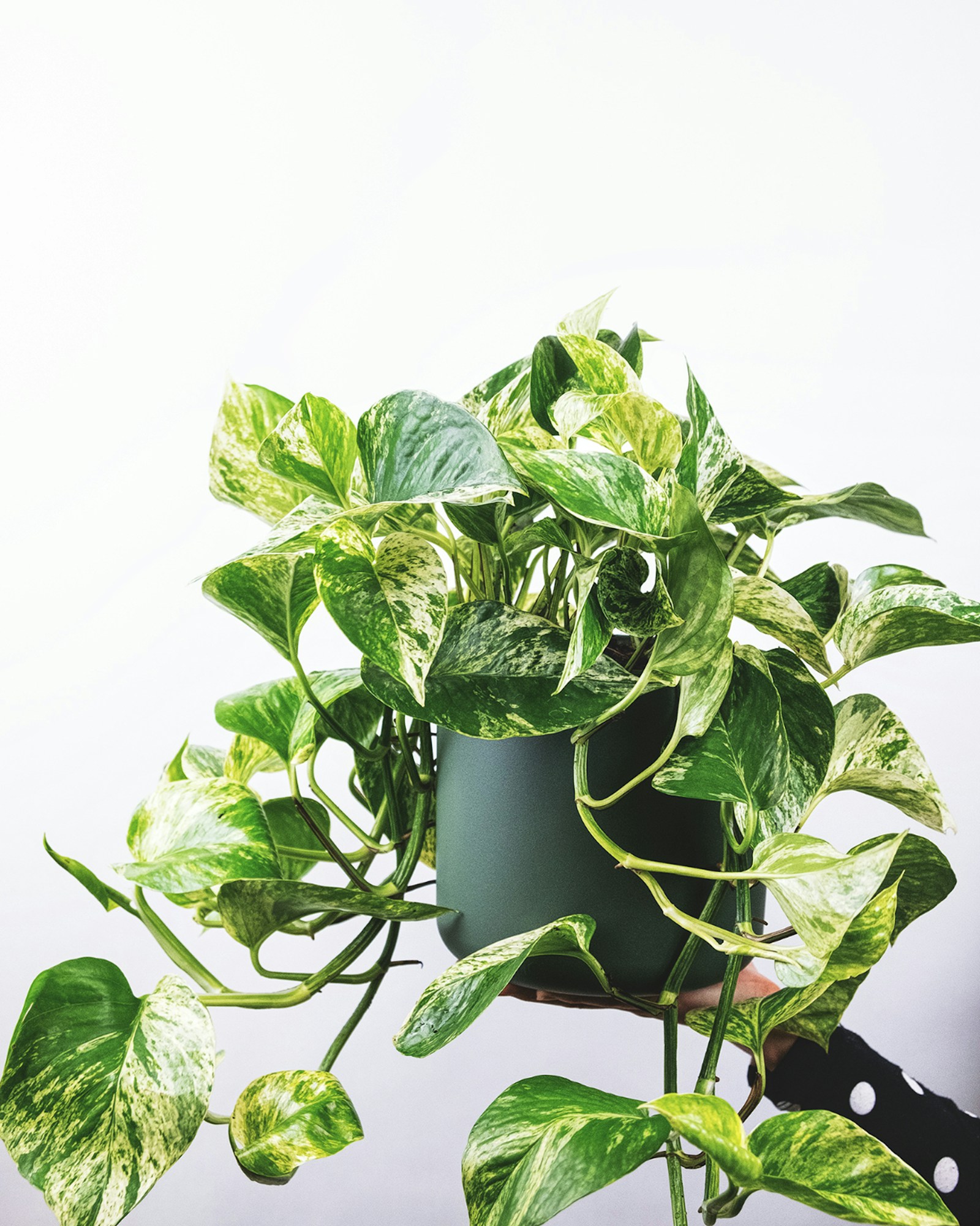 A pothos cutting and a little curiosity